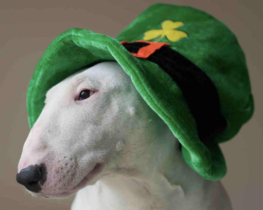 Irish Dog